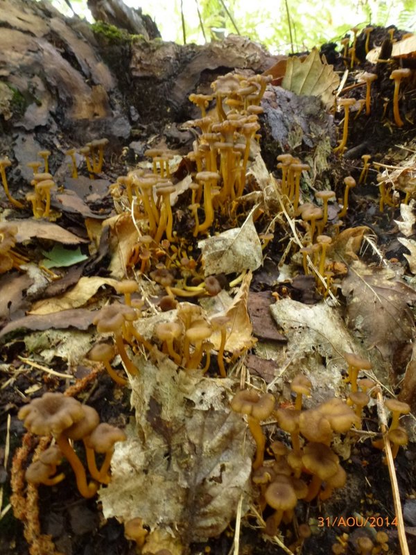Chanterelles en tube